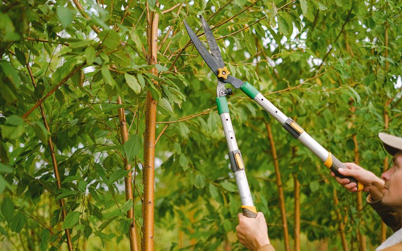 Tree trimming in Scipio, IN